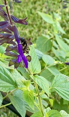 Xylocopa tabaniformis parkinsoniae