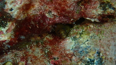 Gymnothorax miliaris