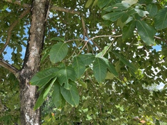 Lagerstroemia speciosa