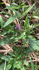 Verbena hastata