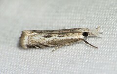 Microcrambus minor
