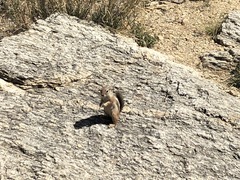 Ammospermophilus harrisii