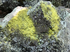 Chrysothrix chlorina