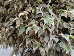 Ficus benjamina