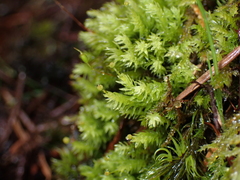 Aulacomnium androgynum