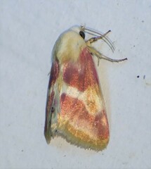 Schinia regina