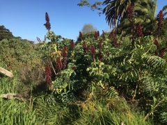 Melianthus major