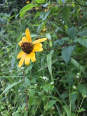 Heliopsis buphthalmoides