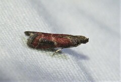 Varneria atrifasciella