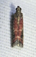 Varneria atrifasciella