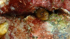 Gymnothorax miliaris