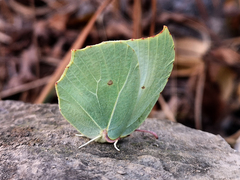 Gonepteryx