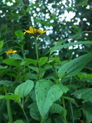 Heliopsis buphthalmoides