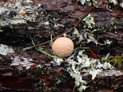 Cryptoporus volvatus