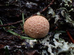 Cryptoporus volvatus