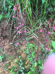 Lopezia hirsuta