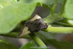 Ochrotrigona triangulifera