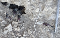 Cataglyphis nodus