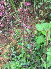 Lopezia hirsuta