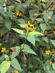 Hymenostephium cordatum