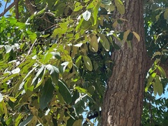 Azadirachta indica