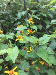 Hymenostephium cordatum