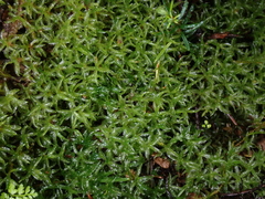 Atrichum undulatum