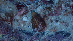 Conus genuanus