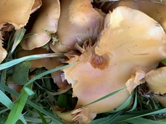 Kuehneromyces