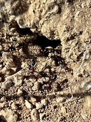 Cataglyphis nodus