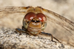 Sympetrum striolatum
