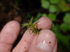 Atrichum undulatum