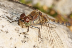 Sympetrum striolatum