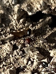Cataglyphis nodus