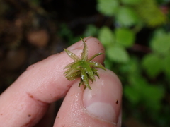 Atrichum undulatum