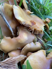 Kuehneromyces