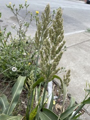 Sorghum