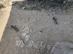 Ammospermophilus harrisii