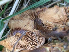 Kuehneromyces
