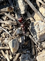 Cataglyphis nodus
