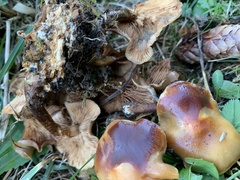 Kuehneromyces