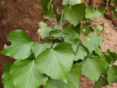 Hedera