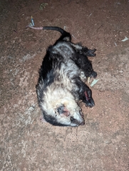 Didelphis albiventris