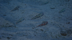 Pseudupeneus prayensis