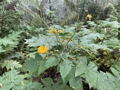 Munnozia