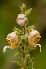 Digitalis lanata