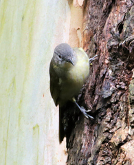 Phyllastrephus flavostriatus