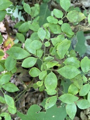 Vaccinium pallidum
