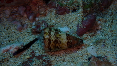 Conus cuneolus