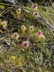 Serruria phylicoides